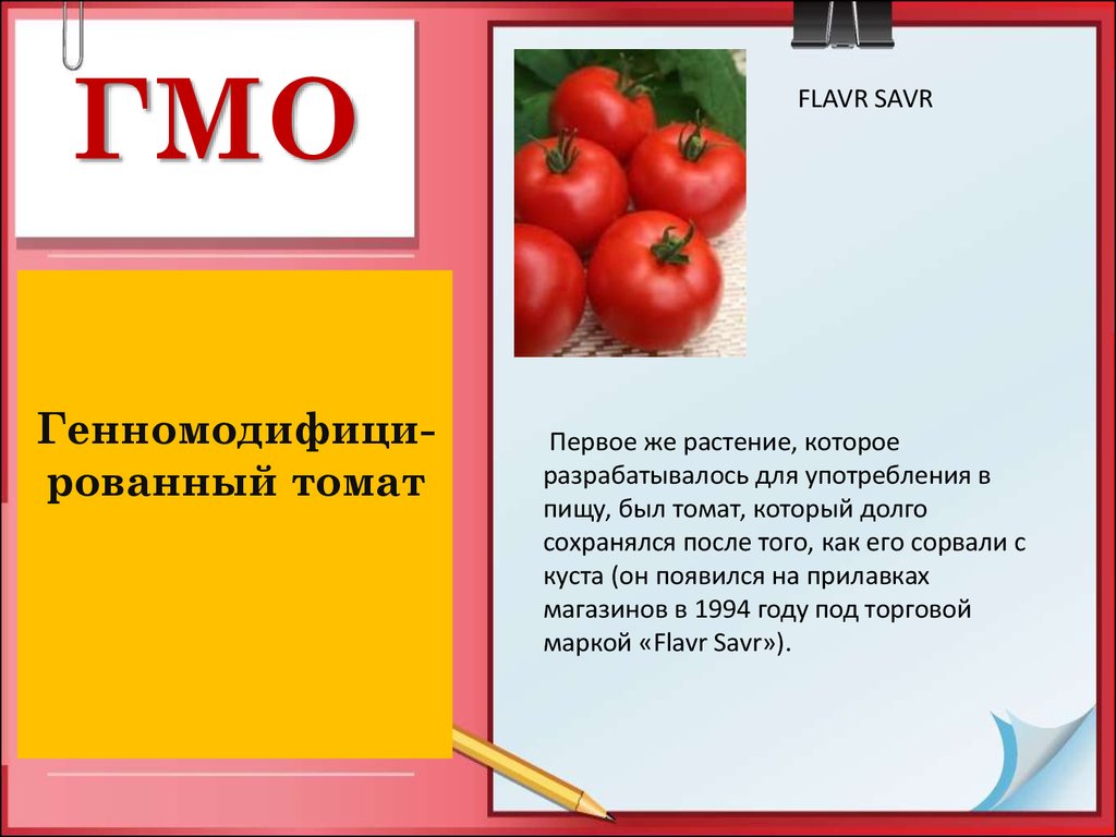 Гмо помидоры. Томаты Flavr savr. ГМО томат. Генетически модифицированный помидор.