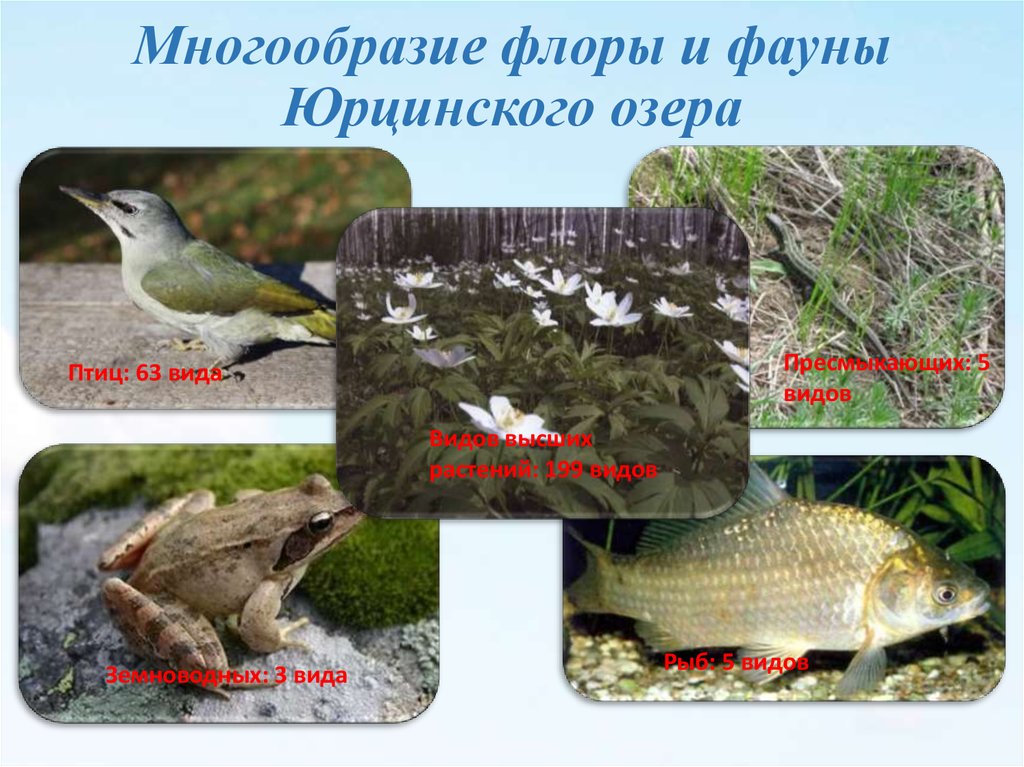 На разнообразие флоры и фауны влияют. Юрцинское озеро Комсомольский район. Картинка разнообразие Флоры.