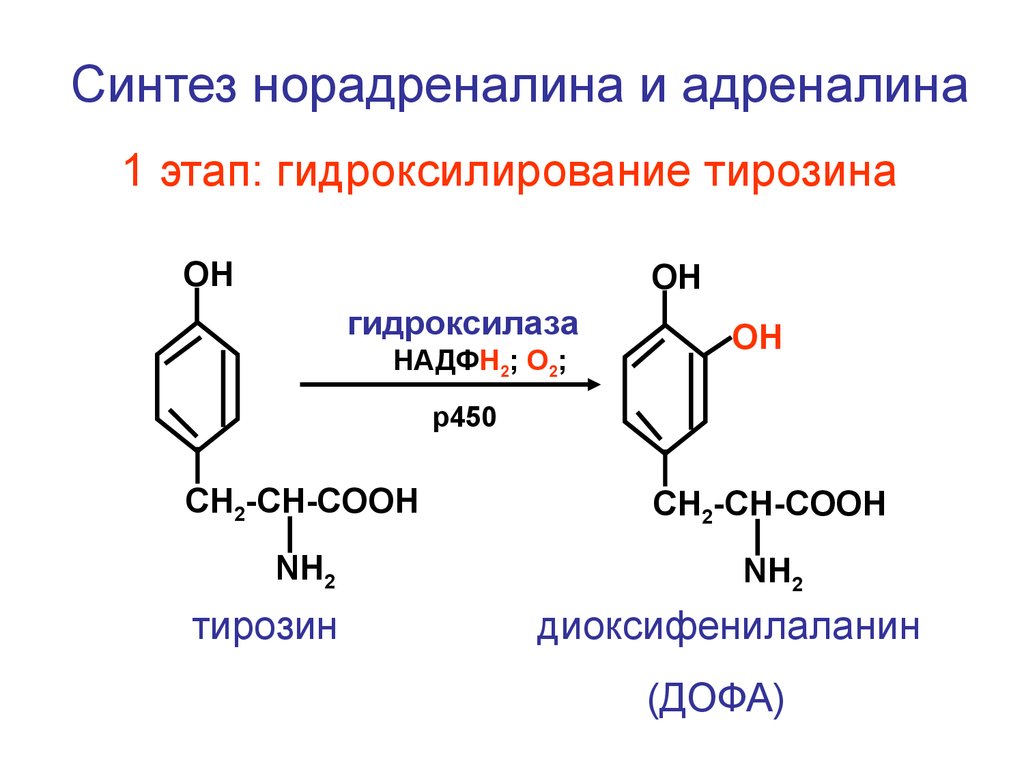 Синтез тирозина. Тирозин тирозин Дофа. Реакция образования норадреналина. Синтез тирозина реакция гидроксилирования. Превращение норадреналина в адреналин реакция.