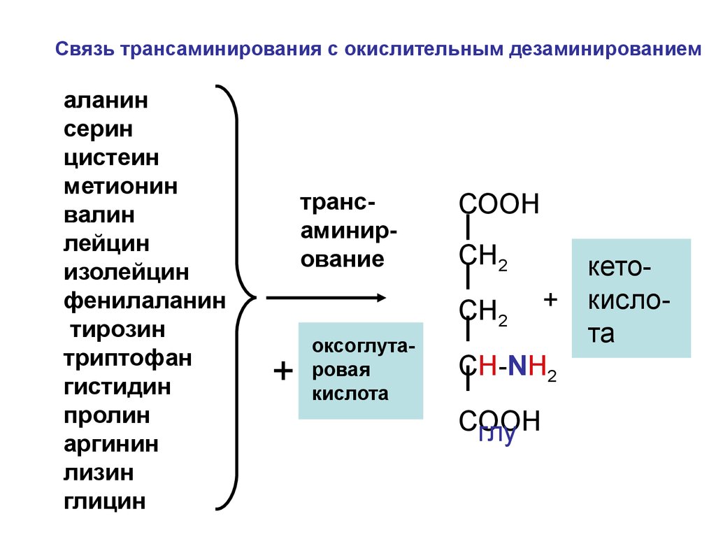 Аминокислота образуется в процессе. Валин трансаминирование. Окислительное дезаминирование метионина реакция. Реакцию окислительного дезаминирования метионина в организме.. Трансаминирование аргинина.