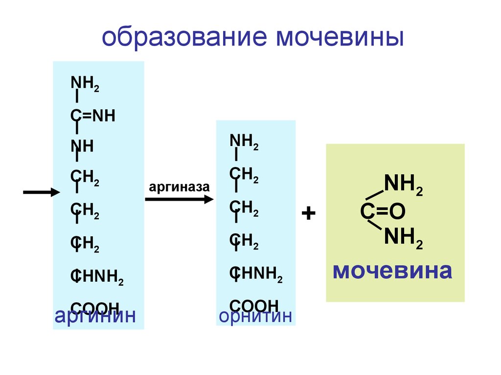 Реакции образования циклов. Цикл образования мочевины реакции. Схема образования мочевины. Орнитиновый цикл мочевины. Орнитиновый цикл мочевинообразования биохимия.