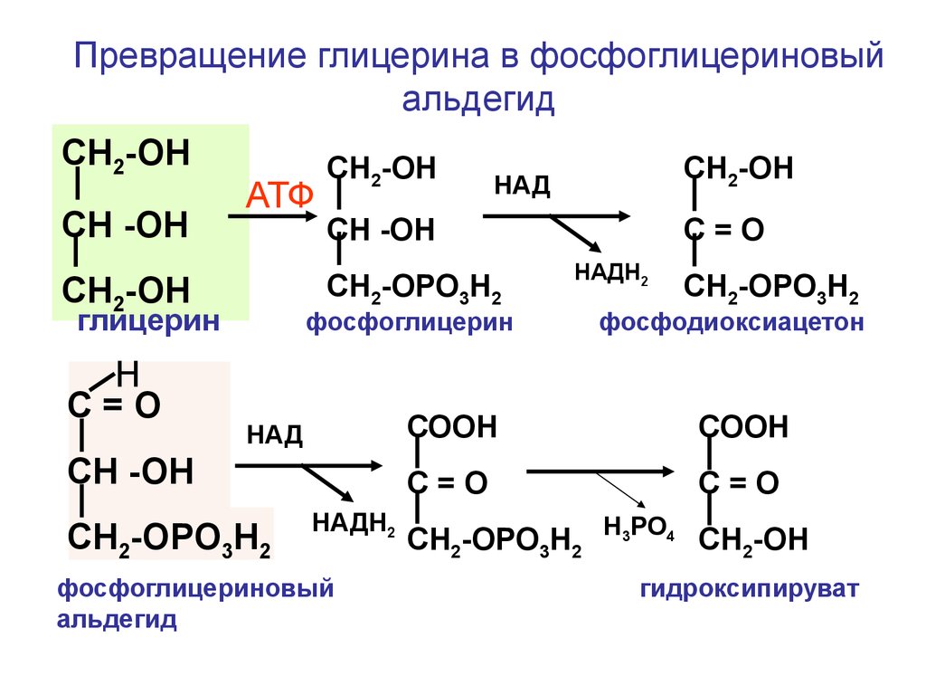 Реакция образования глицерина. Окисление 3 фосфоглицеринового альдегида. Реакции гликолиза с 3 фосфоглицеринового альдегида до лактата. Реакция окисления 3 – фосфоглицеринового альдегида. Синтез глицерина из фосфоглицеринового альдегида.