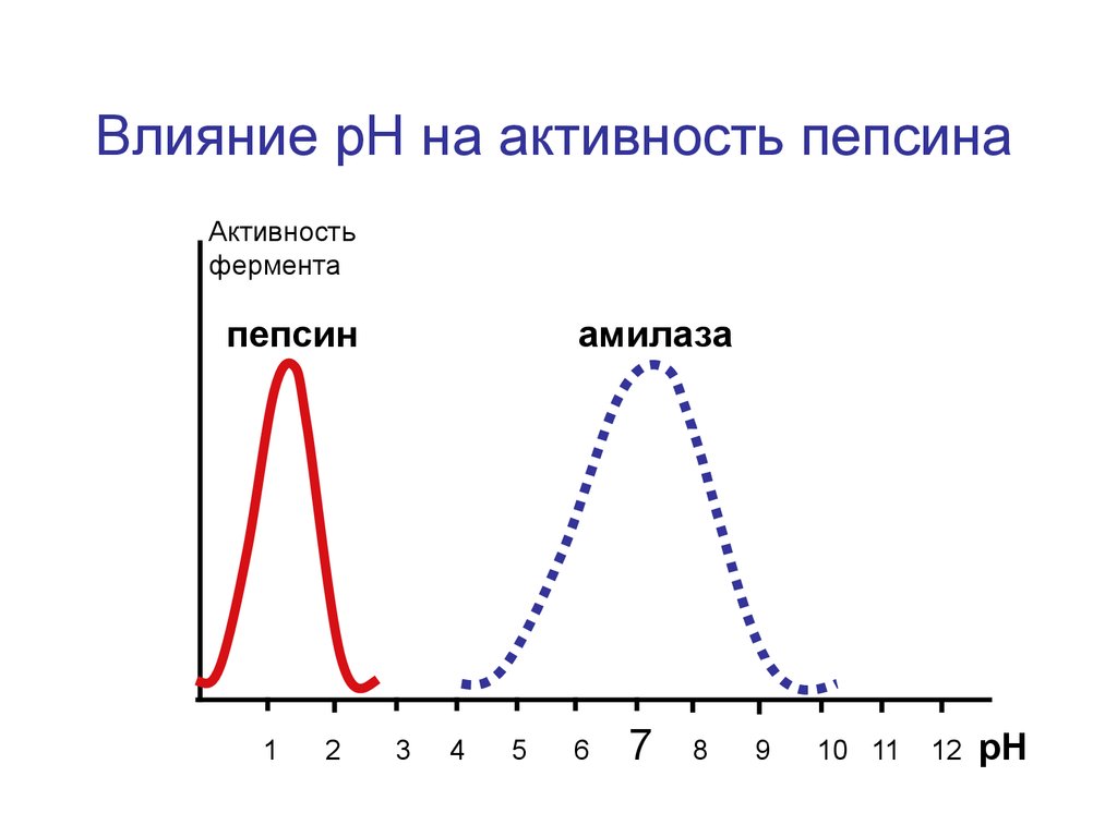 Графики активности ферментов. График зависимости активности ферментов от РН. Зависимость активности ферментов график. График влияния температуры на активность пепсина. Зависимость активности амилазы от PH.