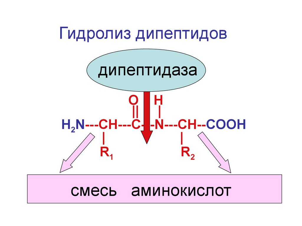 Дипептид глицина гидролиз