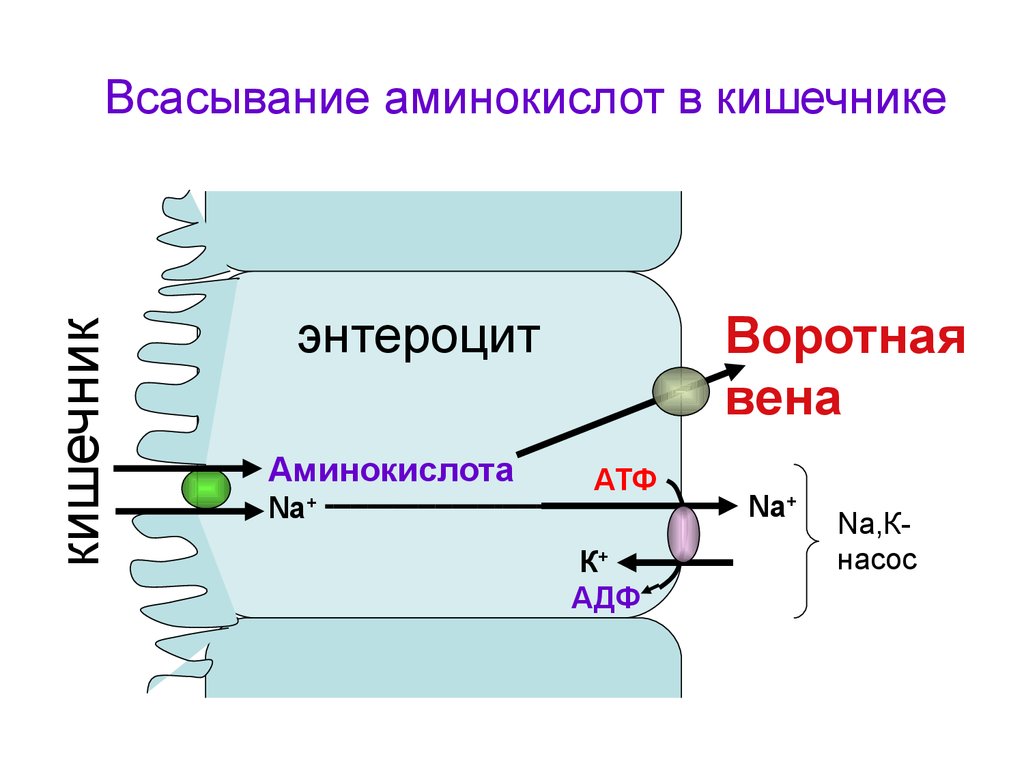 Происходит всасывание аминокислот и простых углеводов. Механизм всасывания в энтероцит белка. Механизм всасывания аминокислот схема. Высасываные аминекислот в тонкам кишечники. Схема всасывания аминокислот.