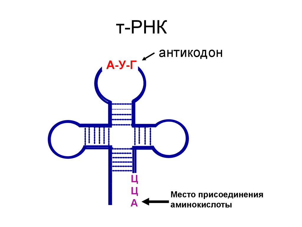 Ггц рнк. Антикодоны ТРНК. Т РНК строение антикодон. Антикодон транспортной РНК. Схема структуры РНК.