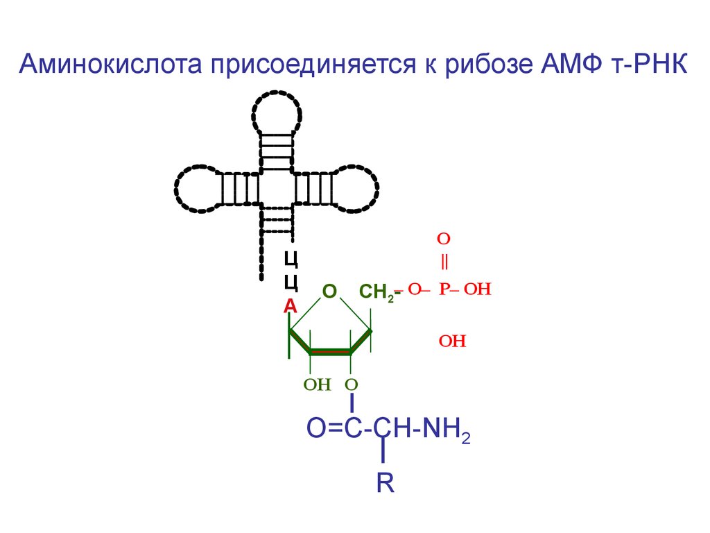 Присоединение аминокислоты к ТРНК. Аминокислота присоединяется в ТРНК. Аденозинмонофосфат РНК.