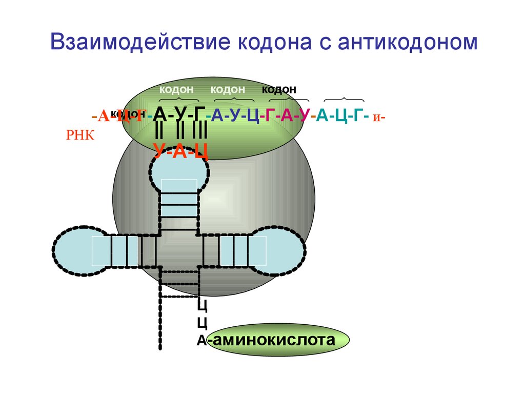 Антикодон и стоп кодон