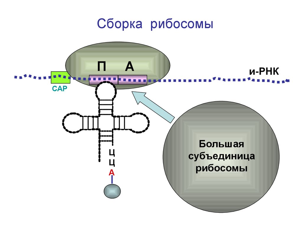 Сборка рибосом. Образование субъединиц рибосом. Формирование субъединиц рибосом. Этапы образования рибосом. Рибосомы образуются в.