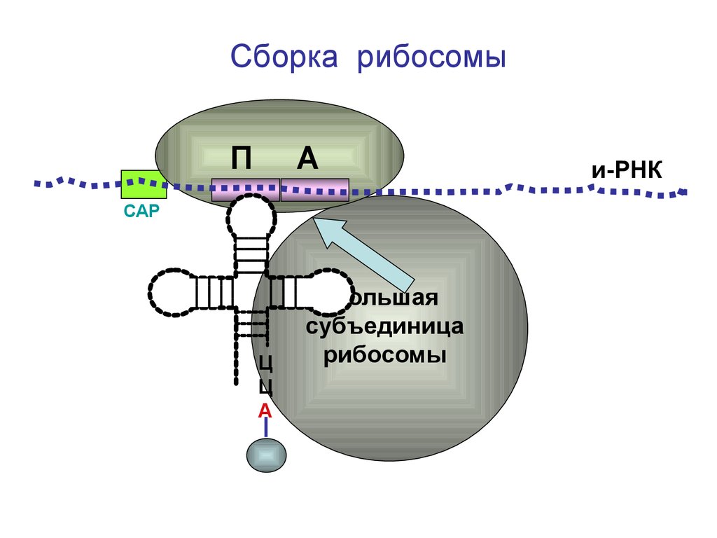 Сборка рибосом. Центр сборки рибосом. Центры рибосомы. Образование функционально активной рибосомы.