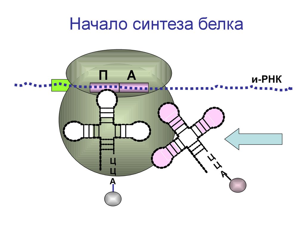 Синтез белка. Строение ТРНК. Механизм синтеза белка. Начало синтеза белка.
