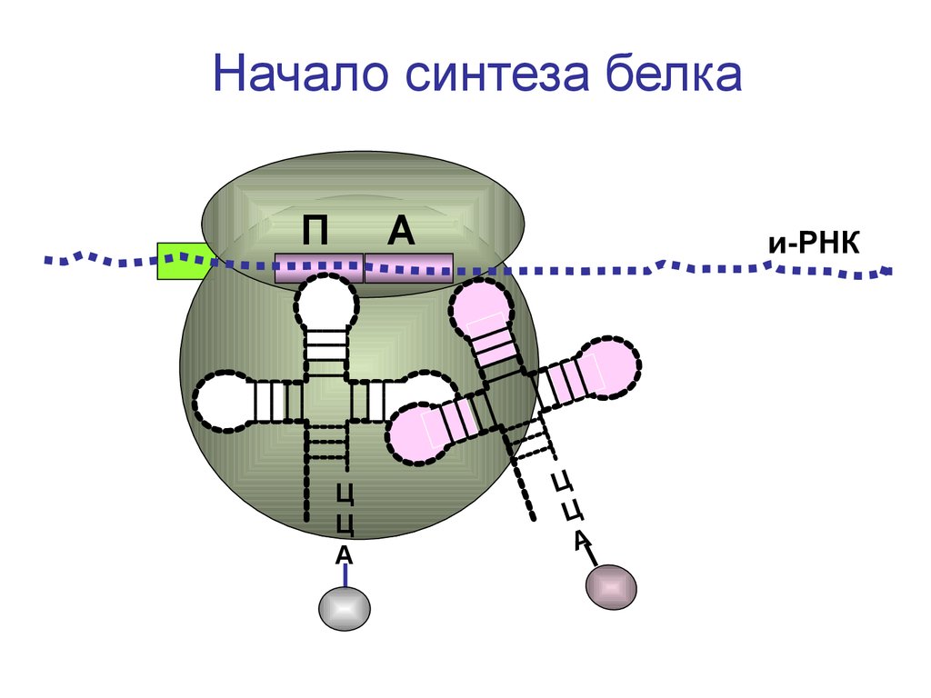 Синтез белка ирнк. Синтез белка РНК. Синтез РНК И белков. Модель синтеза белка. Синтез белка начинается.