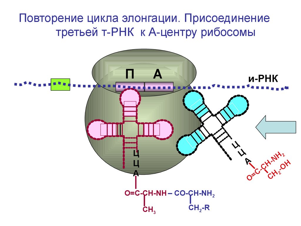 Синтез рибосом у эукариот. Цикл элонгации трансляции рибосомы. Элонгация синтеза белка. Элонгация биосинтеза белка. Элонгация схема.