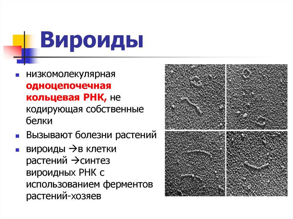 Кольцевая рнк. Болезни вызванные вироидами. Вироиды форма. Однонитевая Кольцевая РНК.