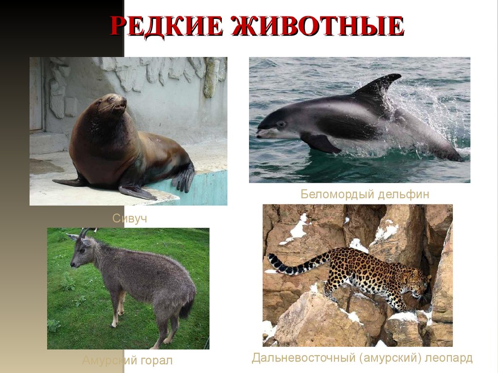 Красная книга животных фото и названия