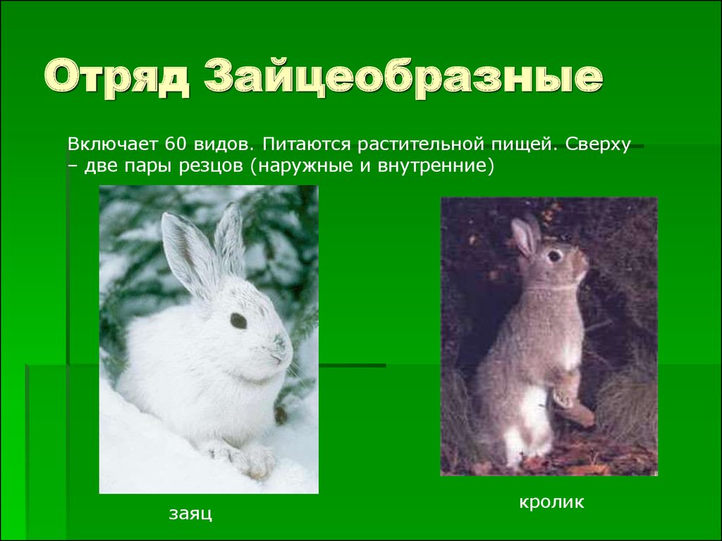К какому классу относится кролик. Кроль зайцеобразные. Отряд зайцеобразные кролики. Отряды млекопитающих зайцеобразные. Отряд зайцеобразные семейство заячьи.
