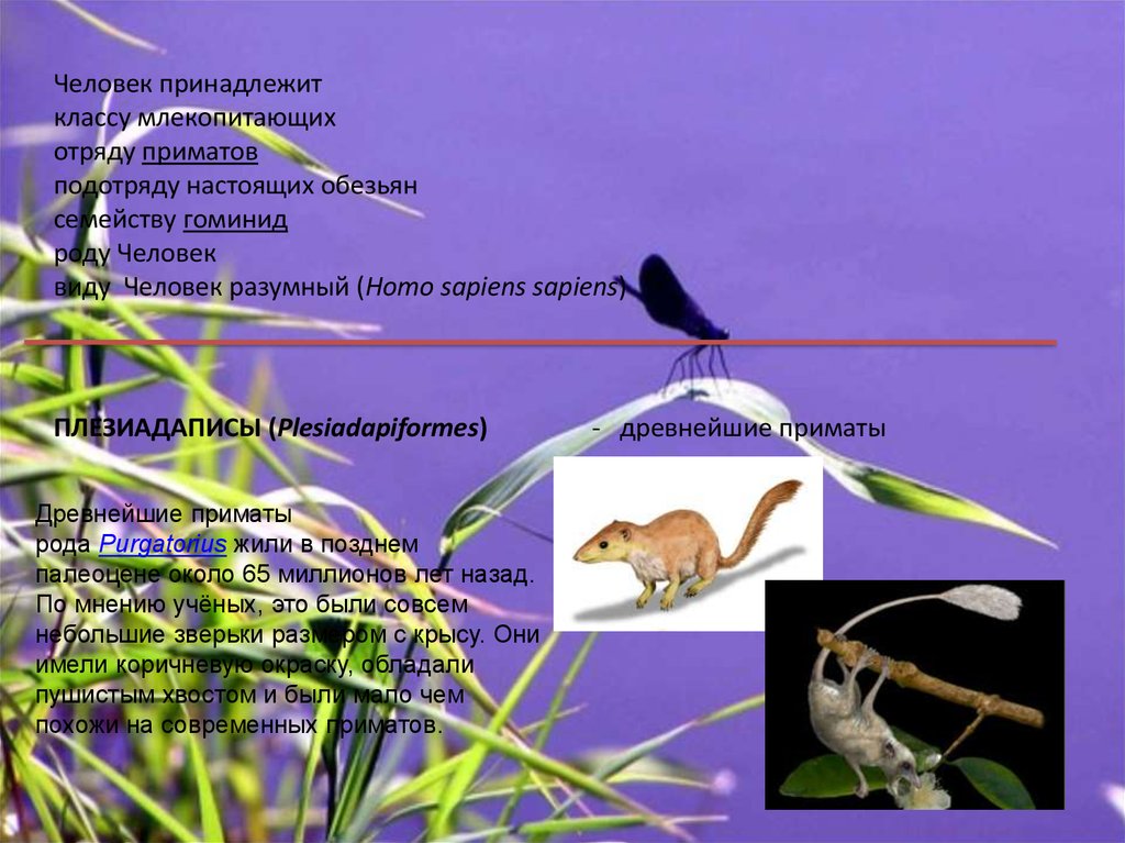 Систематика приматов. Плезиадапис приматы. Класс млекопитающие отряды. Отряд млекопитающих приматы презентация 7 класс.