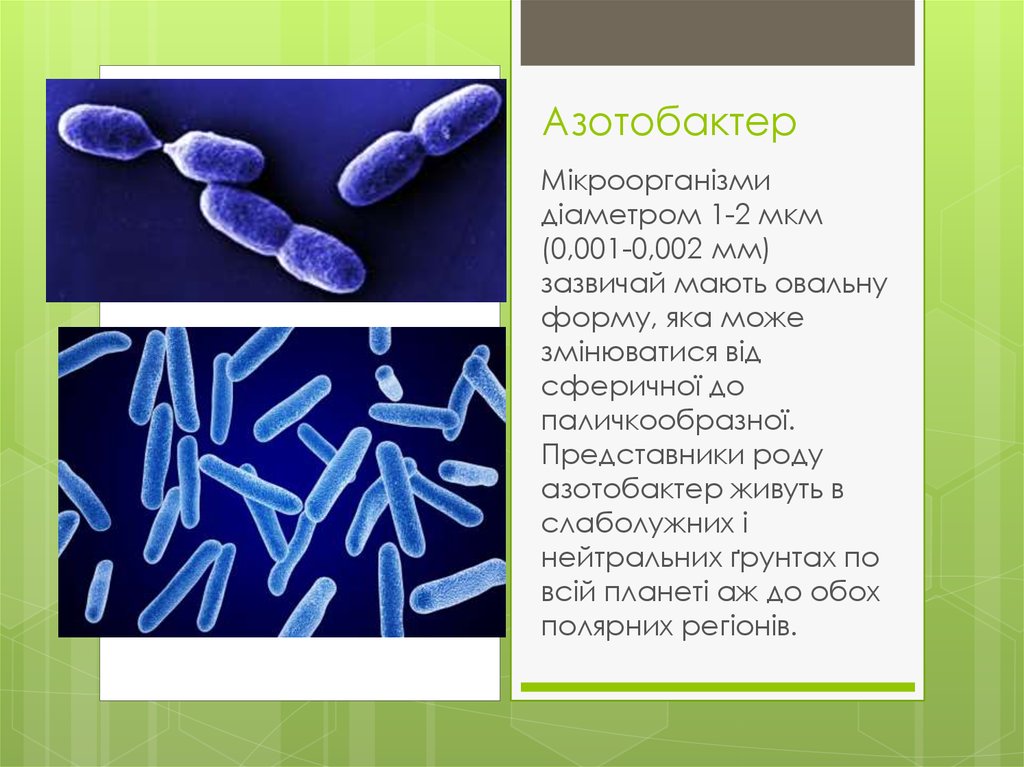 Азотобактер