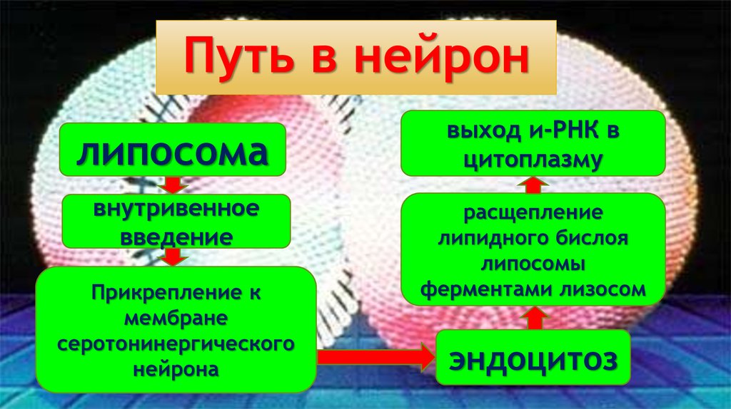 Путь в нейрон