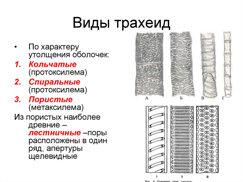 Проводящая ткань на рисунке обозначена буквой