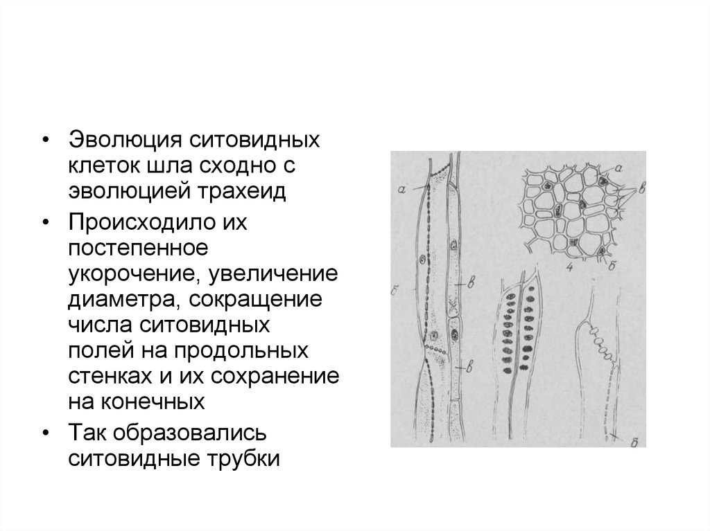 Ситовидные клетки