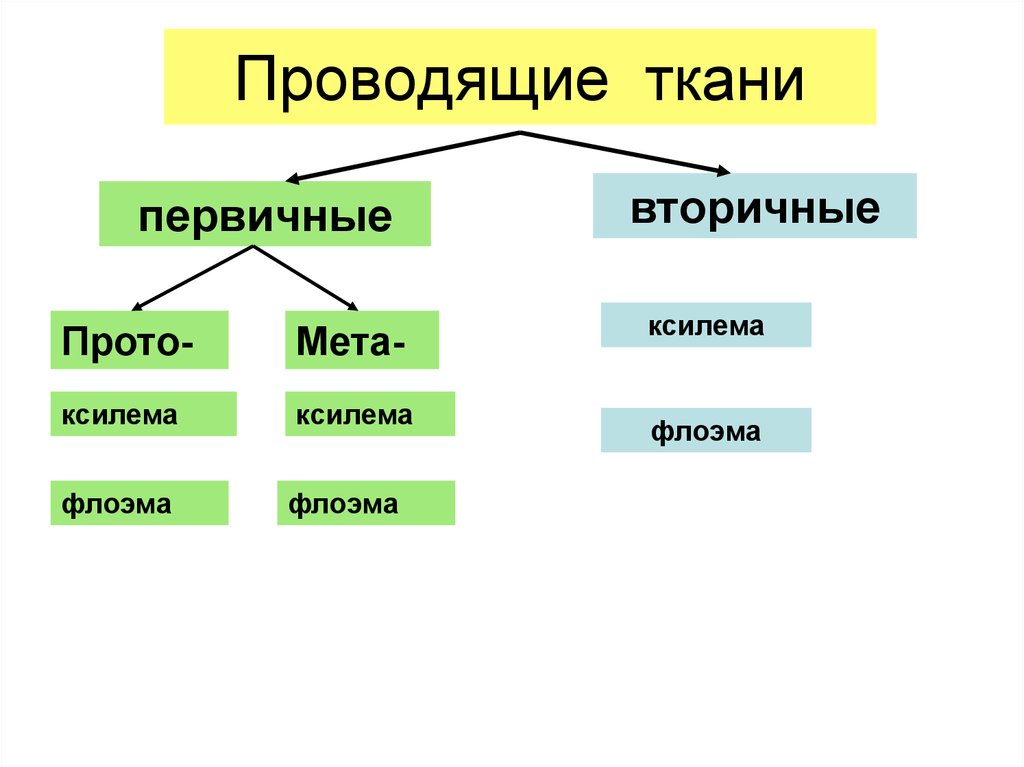 Вторичные ткани