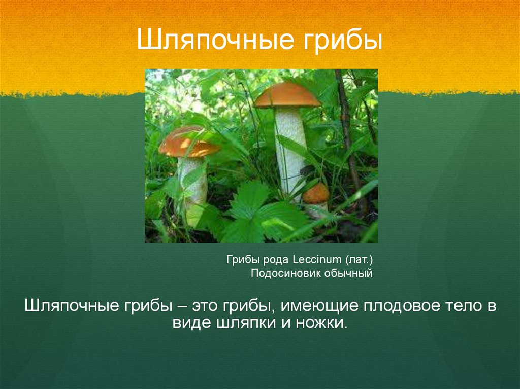 Три примера шляпочных грибов. Шляпочные грибы. Не Шляпочные грибы. Шляпочный профиль. Шляпочные гриб подосиновик текст.