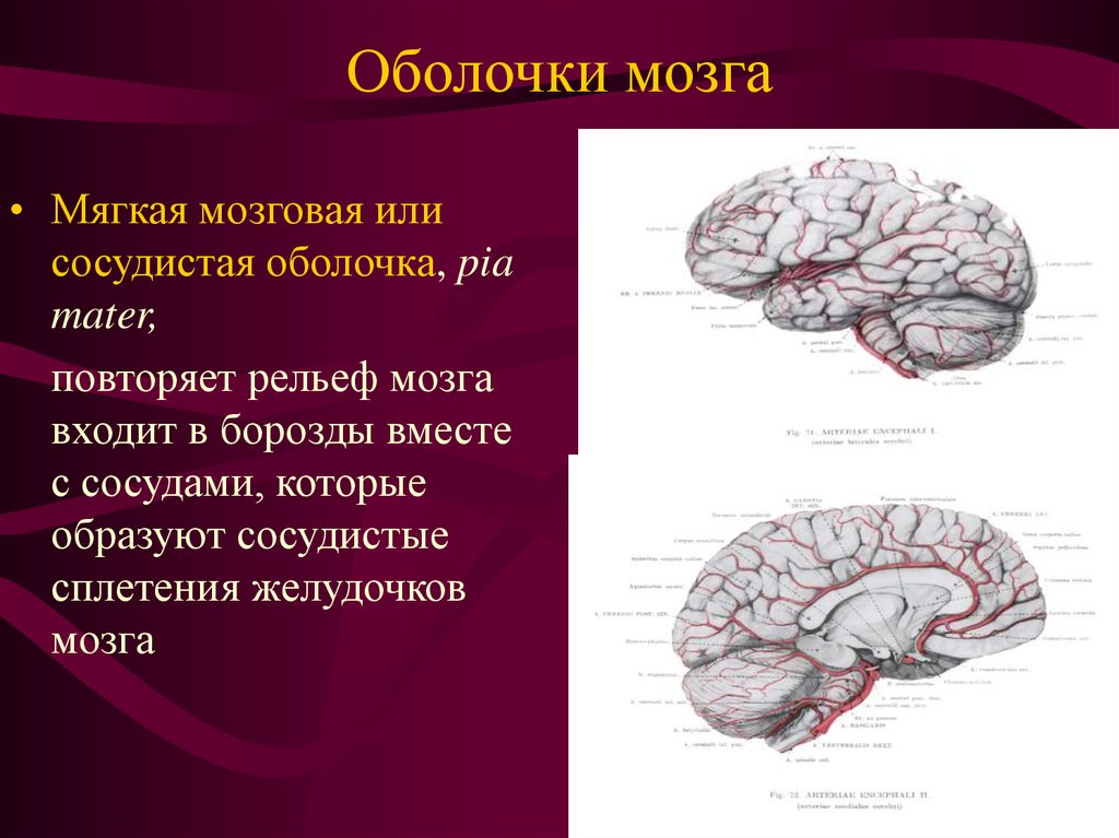 Образования желудочков мозга