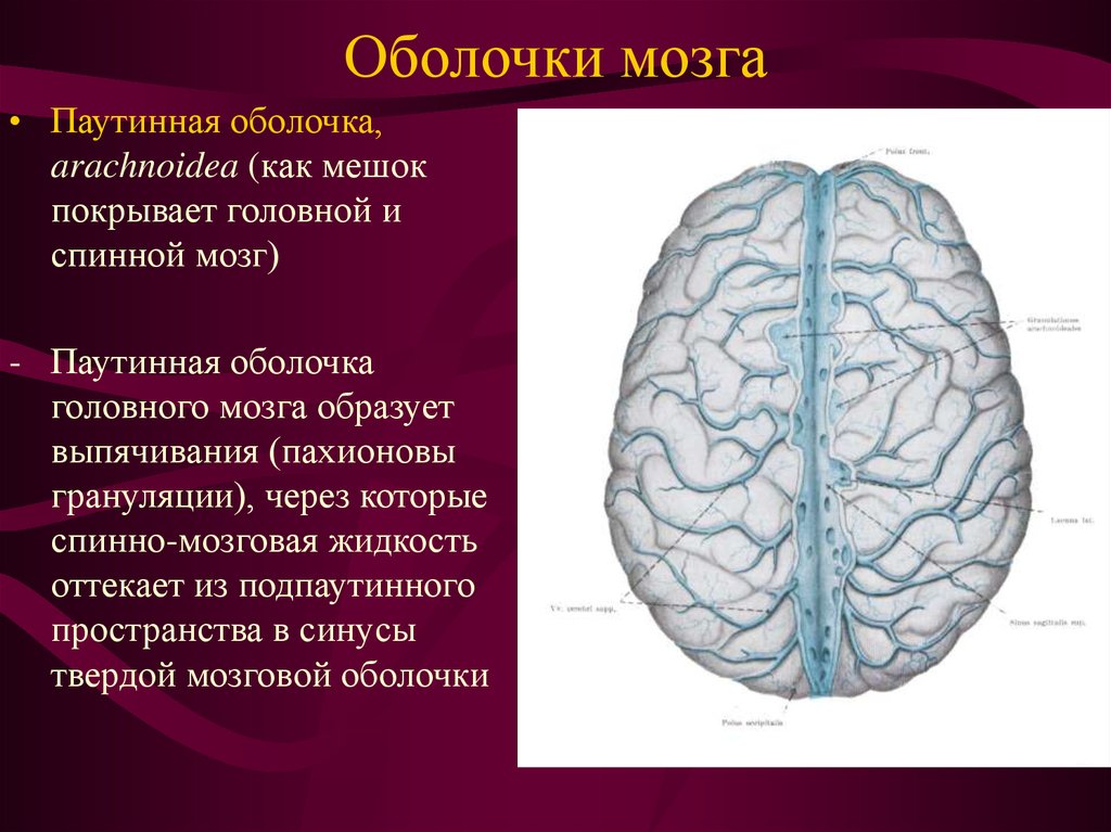 Паутинная оболочка. Паутинная оболочка головного мозга. Паутинная оболочка головного мозга анатомия. Паутинная оболочка головного мозга препарат. Структуры паутинной оболочки мозга.