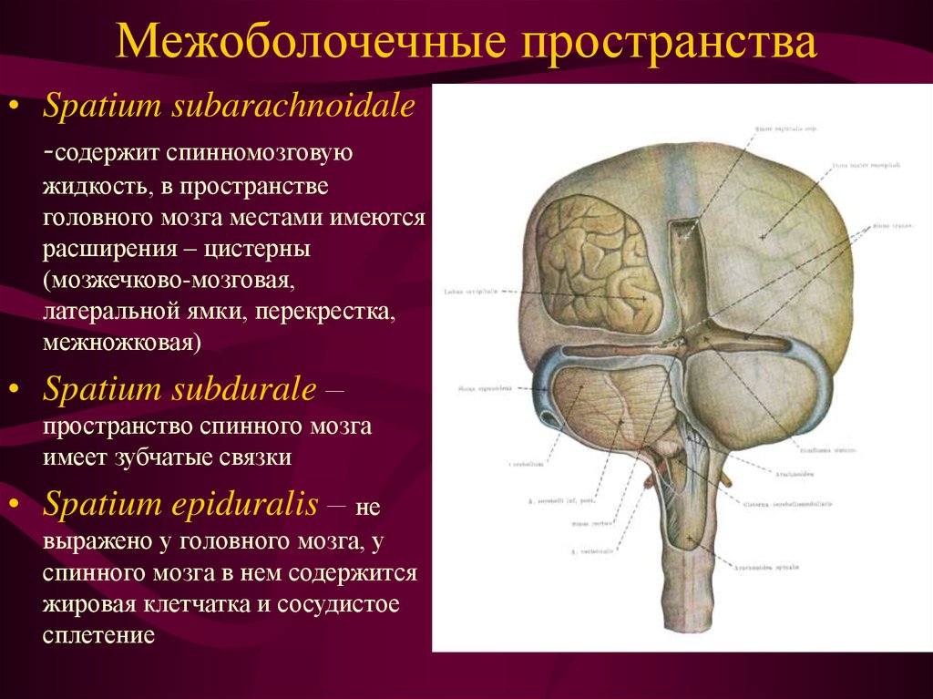 Пространство содержит. Межоболочное пространство головного мозга. Оболочки головного мозга и МЕЖОБОЛОЧЕЧНЫЕ пространства. Оболочки и МЕЖОБОЛОЧЕЧНЫЕ пространства головного и спинного мозга. К межоболочечным пространствам головного мозга относятся.