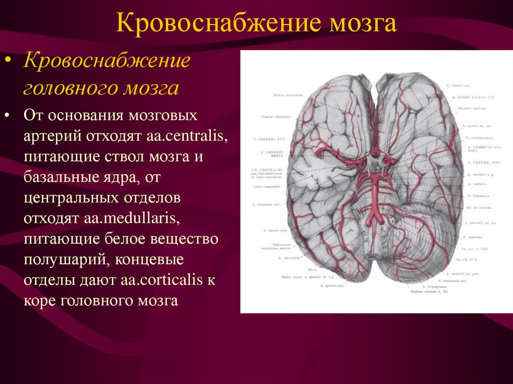 Какая артерия кровоснабжает мозг. Бассейн средней мозговой артерии кровоснабжает. Кровоснабжение ГМ неврология. Головной мозг кровоснабжают артерии. Каротидная система кровоснабжения головного мозга.