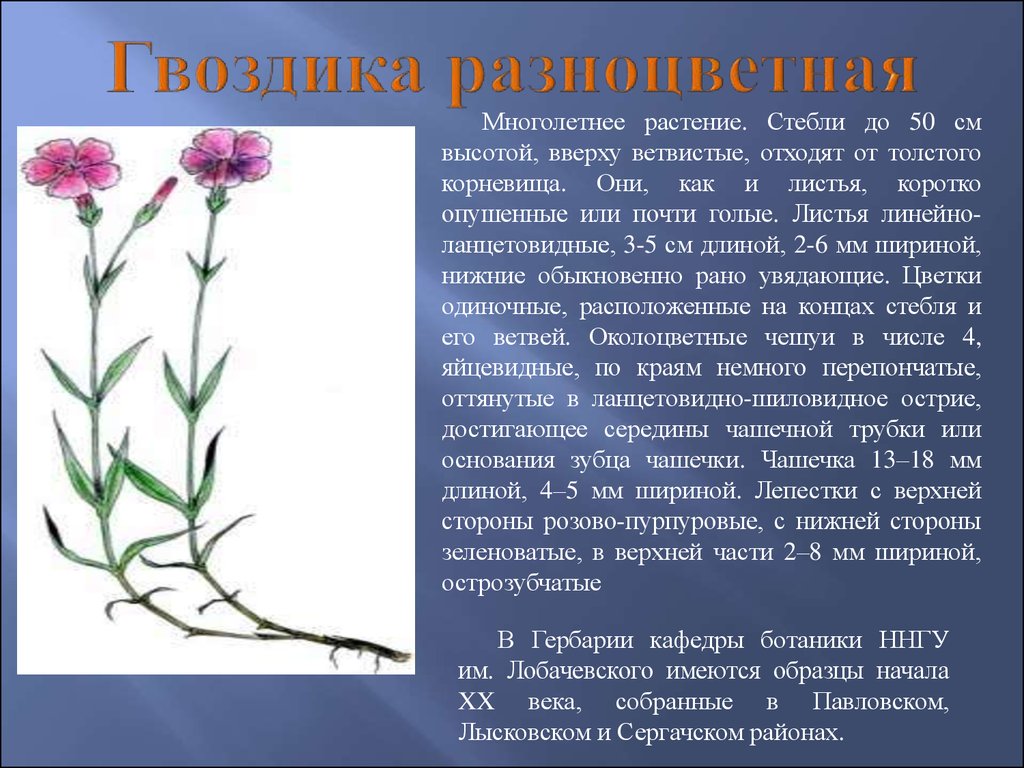 Как пишется гвоздика. Гвоздика травянка Дикая. Гвоздика травянка Полевая. Гвоздика ползучая описание. Краснокнижные растения Кузбасса гвоздика.