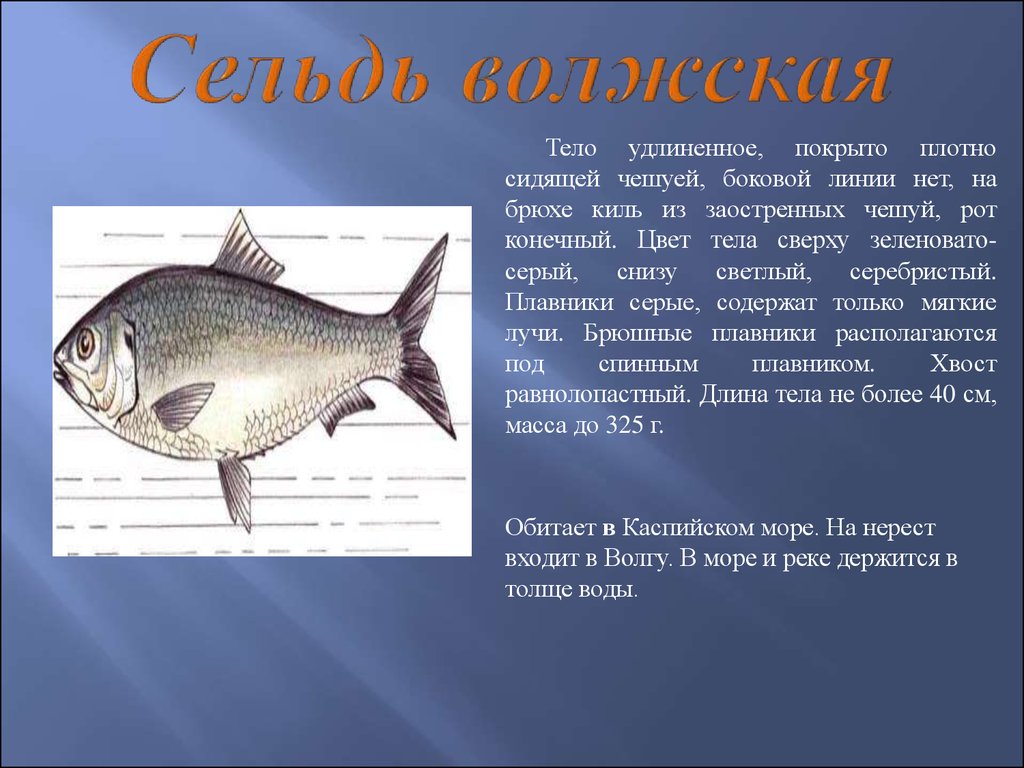 Окраска тела рыбы на брюшной и спинной