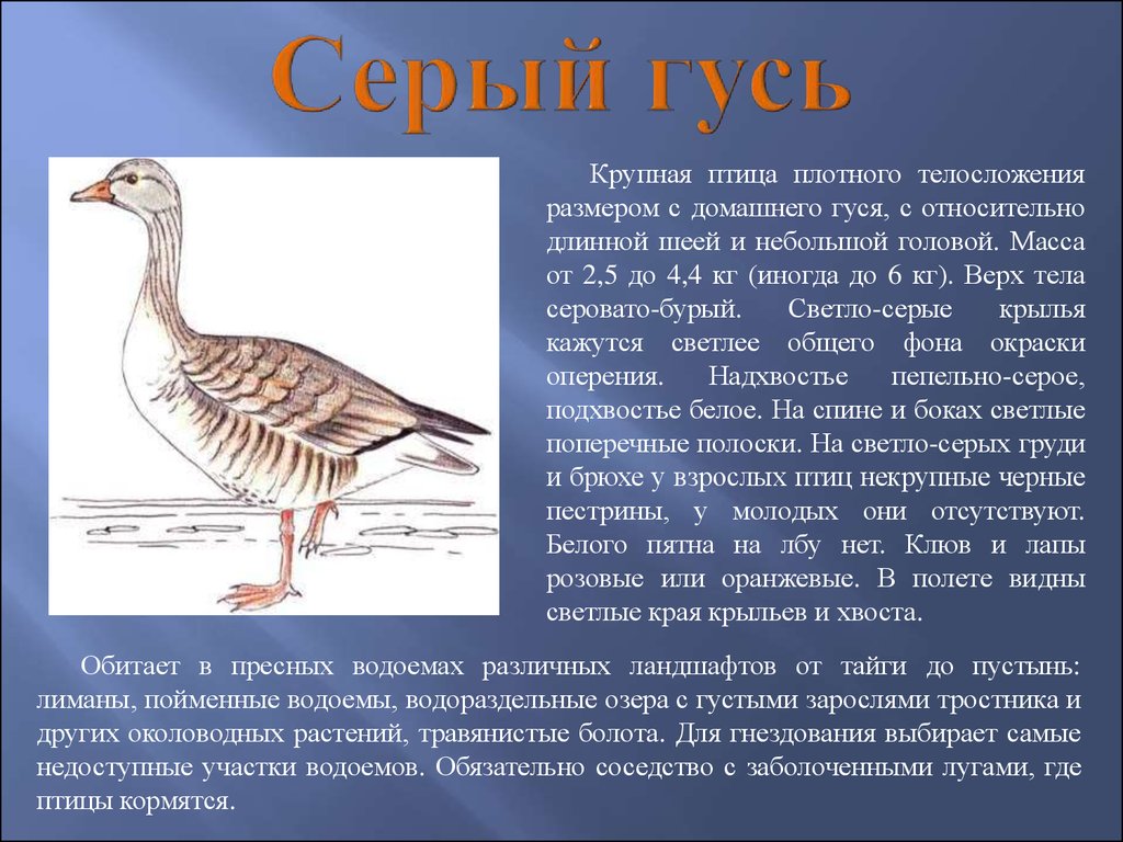 Животные красной книги нижегородской области фото и описание