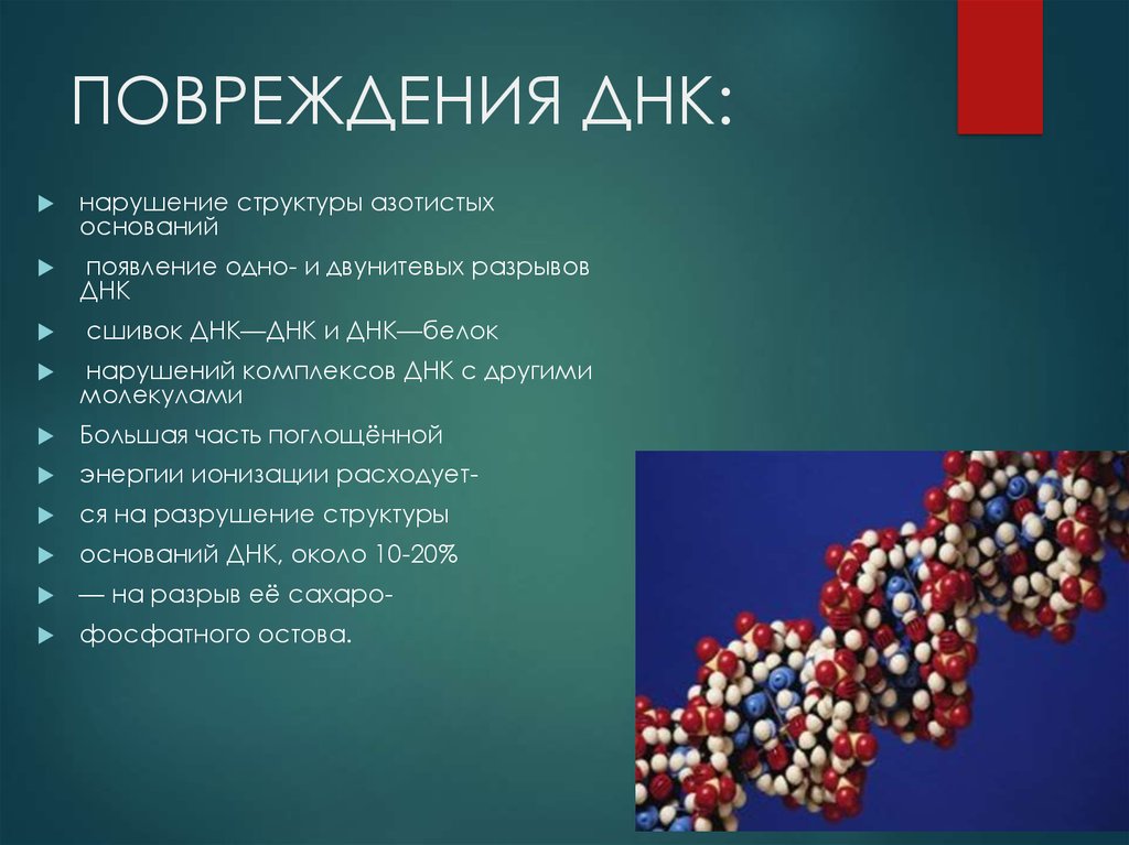 Разрушенное днк. Повреждение ДНК. Нарушение строения ДНК. Повреждение ДНК последствия. Механизмы повреждения структуры ДНК.