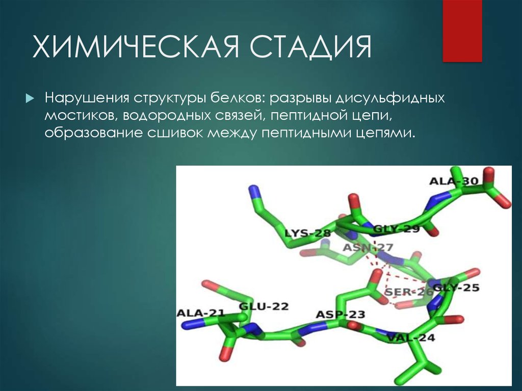 Дисульфидный мостик структура. Разрыв дисульфидных связей. Дисульфидные мостики. Строение белка химия дисульфидные мостики. Дисульфидный мостик структура белка.