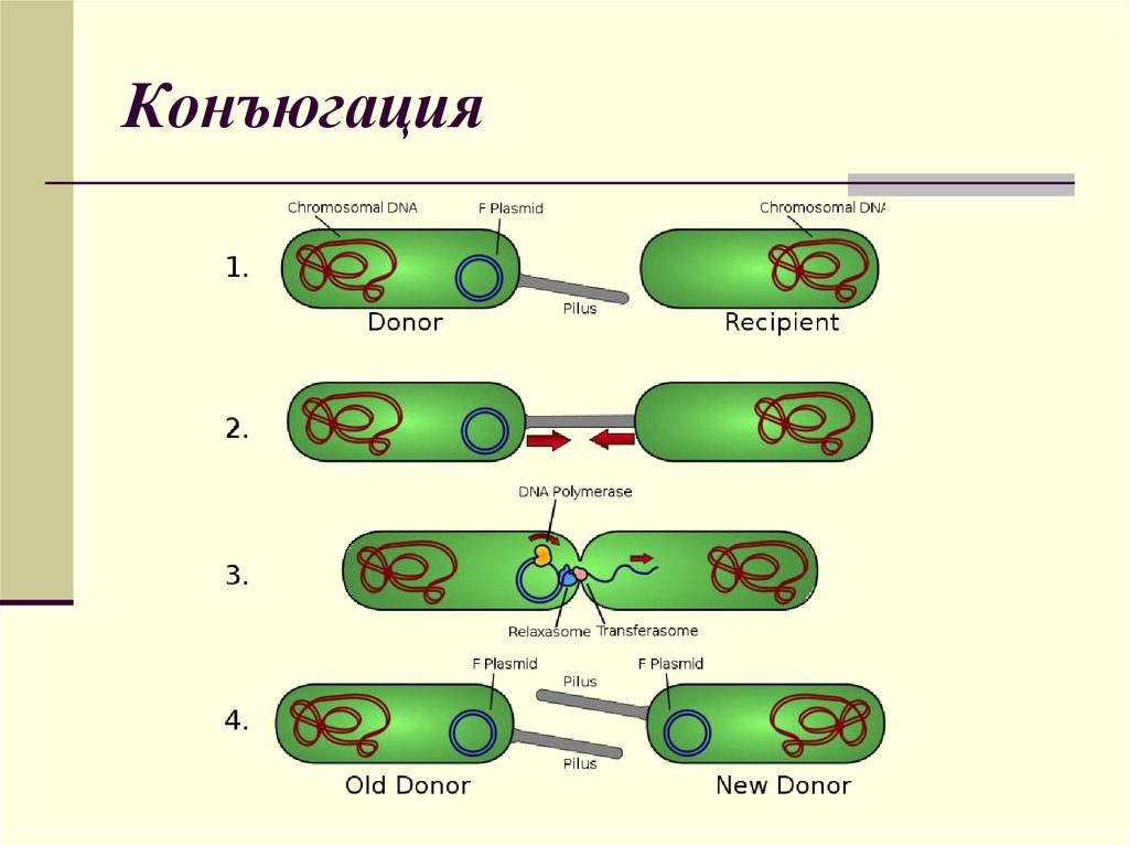 Конъюгация и кроссинговер в клетках животных происходят. Конъюгация бактерий схема. Размножение бактерий конъюгация. Стадии конъюгации бактерий микробиология. Механизм конъюгации микробиология.