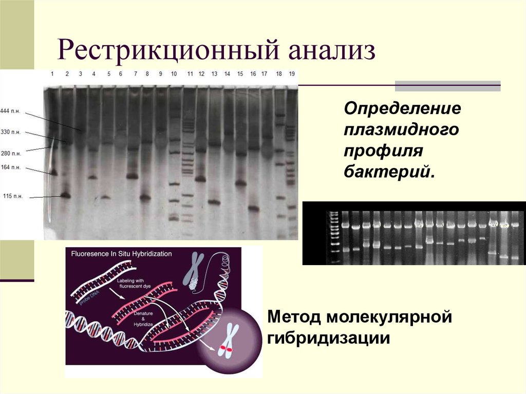 Карта рестрикционная это