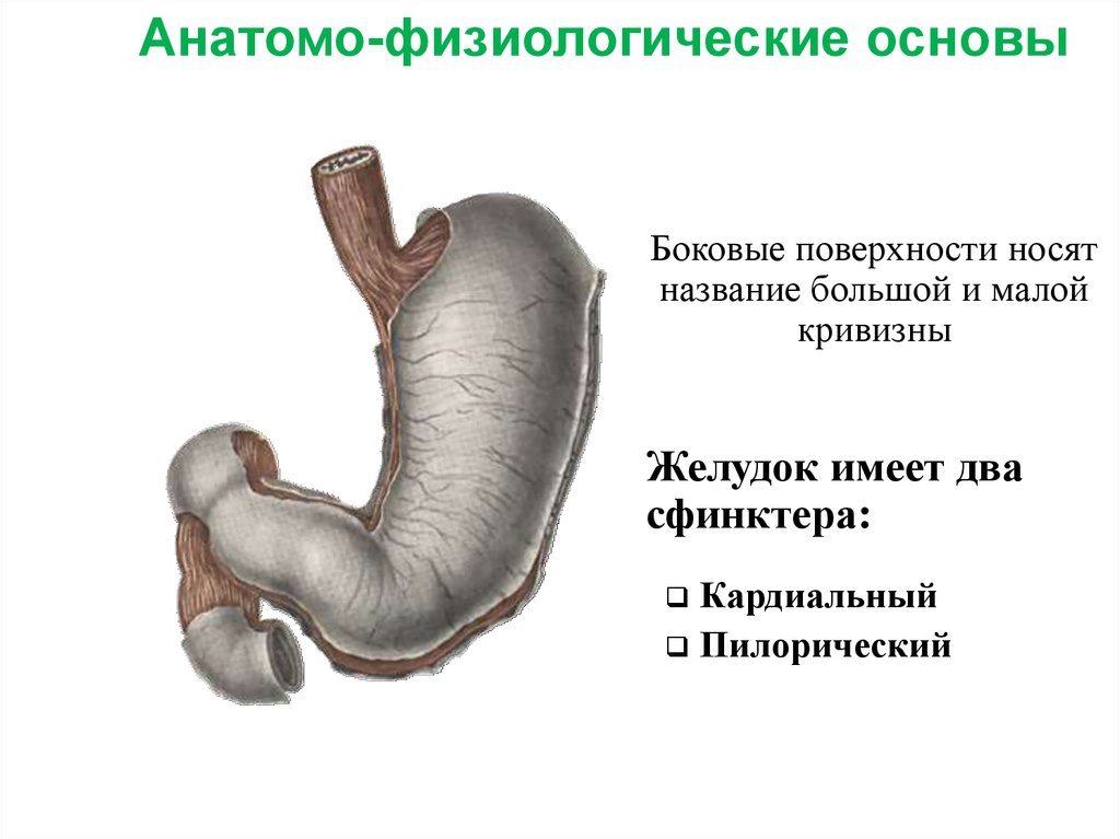 Снижение тонуса сфинктера. Сфинктеры пищеварительной системы. Малая кривизна желудка. Кардиальный сфинктер желудка. Пилорический сфинктер желудка.