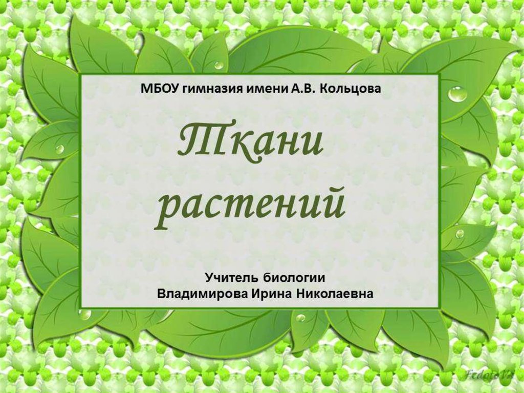 Ткани растений - презентация онлайн