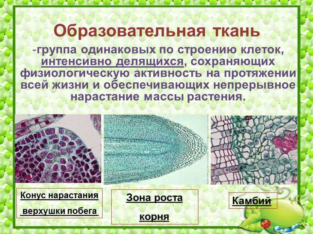 Где в растительном организме находятся образовательные ткани. Образовательная ткань 5 класс биология. Покровные ткани растений биология. Образовательные ткани растений 5 класс биология. Образовательная ткань биология 6 класс.