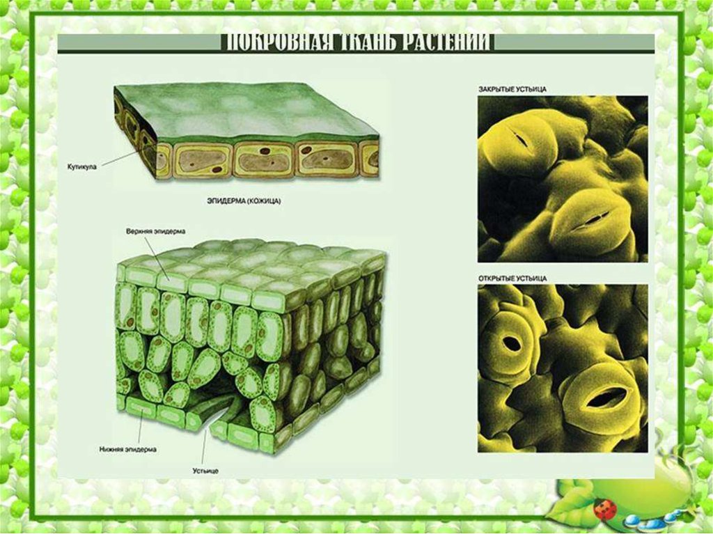Рисунок покровной ткани. Покровная ткань биология 5 класс. Покровная растительная ткань. Покровная ткань растений рисунок. Растительные ткани покровная ткань.