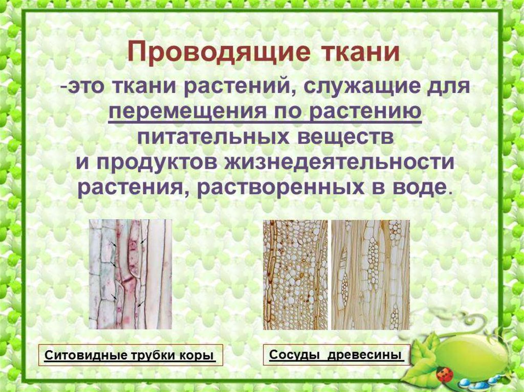 Понятие ткань ткани растений