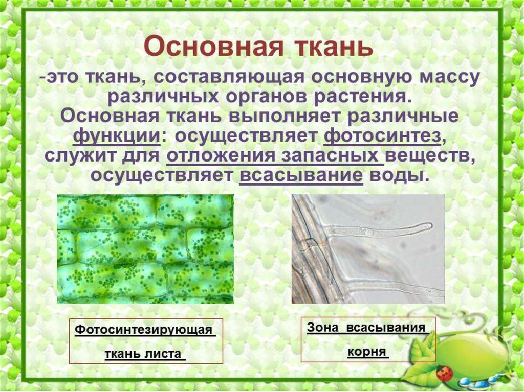 Понятие ткань ткани растений. Основная ткань биология 5 класс. Основные ткани. Ткани растений. Основные ткани растений.