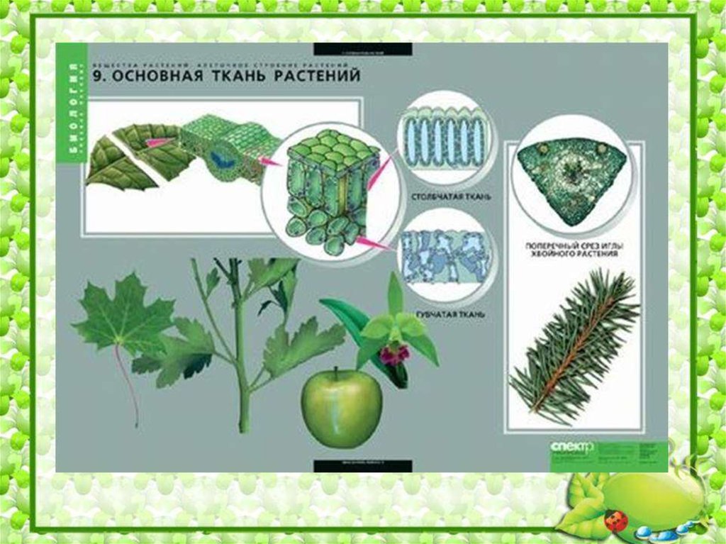 Рисунок основной ткани. Основная ткань растений. Основные ткани растений. Основные растительные ткани. Ткани растений основная ткань.