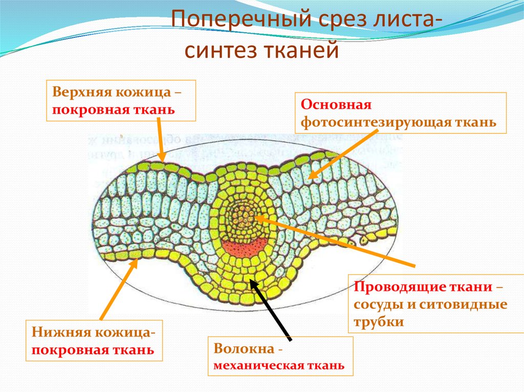 Основная ткань где. Поперечное сечение листа растения Проводящая ткань. Поперечное сечение листа Проводящая ткань. Поперечный срез листа ткани. Поперечное строение листа Проводящая ткань.