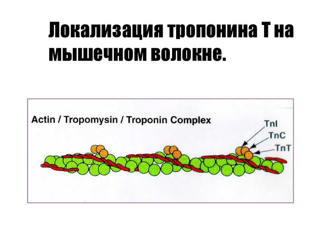 Тропонин анализ цена. Тропонин биохимия. Функция тропонина. Тропонин локализация. Тропонин роль.