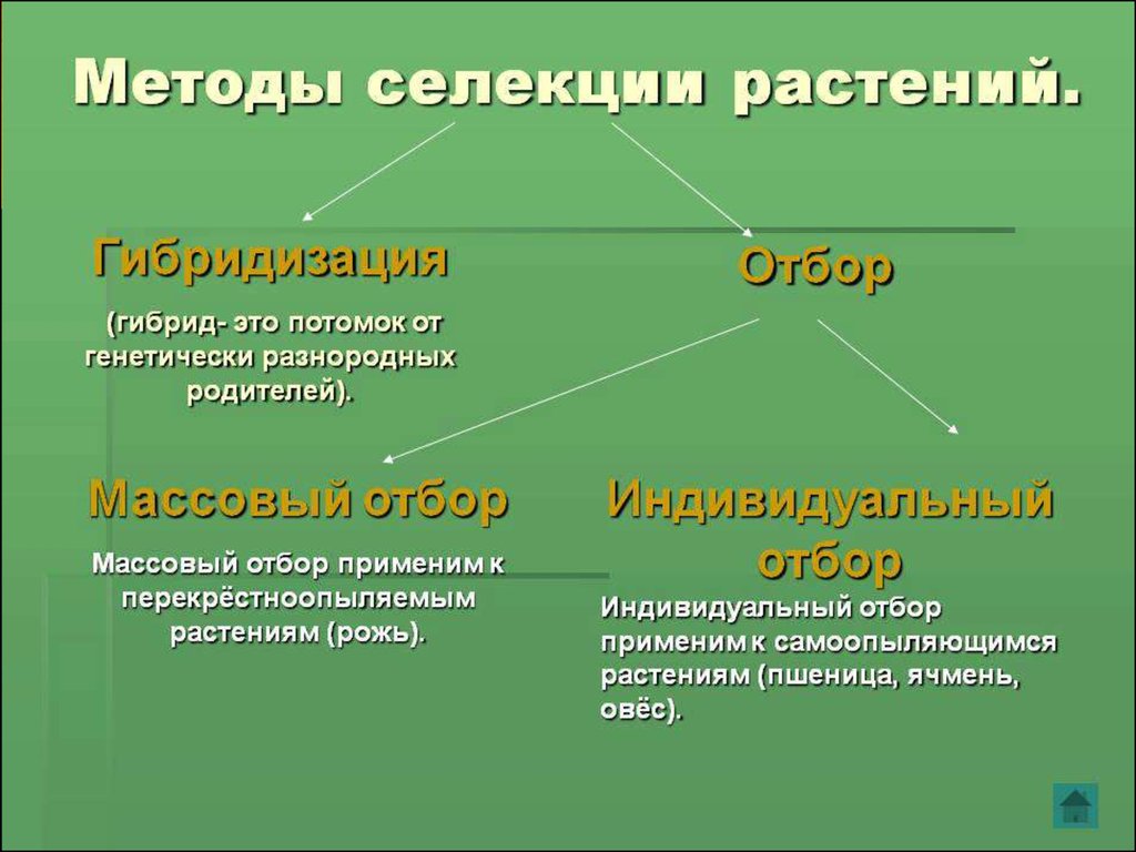 Презентации на тему селекция