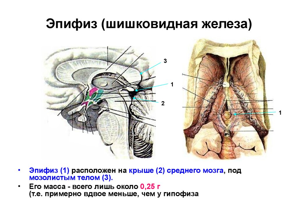 Шишковидная железа где находится фото