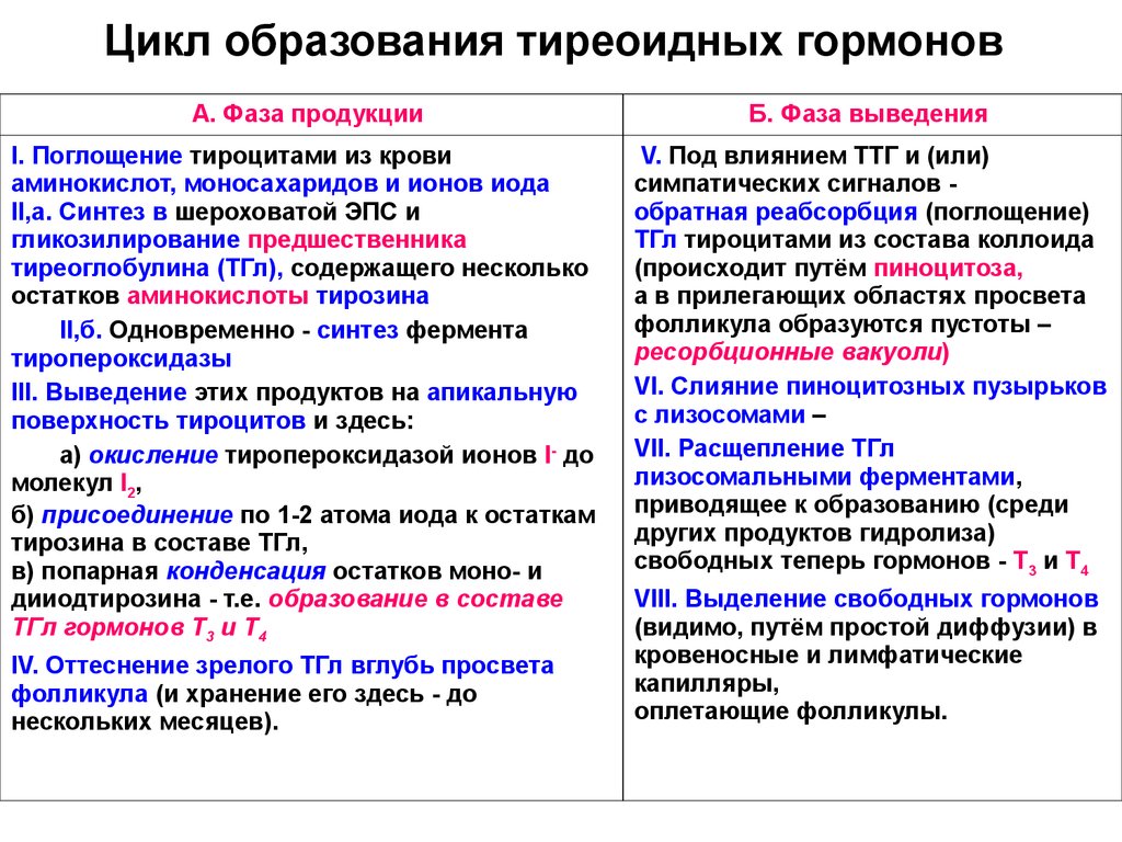 Секреторный цикл фолликулярного тироцита схема по гистологии